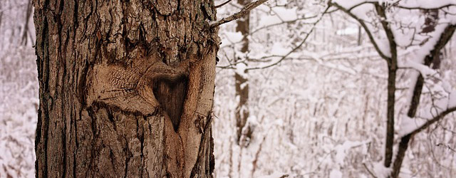 Træ med hjerte i vinterlandskab